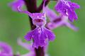 orchis  mascula